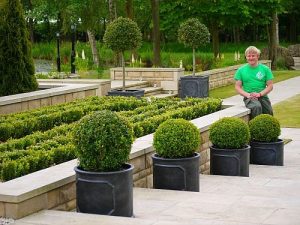 garden hedging, Buxus, garden maintenance, hedge trimming, topiary shaping, pruning, Stockton-on-Tees, Landscaping, Soft landscaping, Buxus balls, Buxus hedging, Green Onion Landscaping, Darlington, Middlesbrough, Teesside