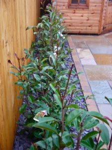 Photinia, Red Robin, Hedging, Evergreen hedging, garden hedging ideas, garden hedging, landscaping, landscapers, Green Onion landscaping, Stockton, Yarm, Wynyard, Teesside, Middleton St. George, Darlington