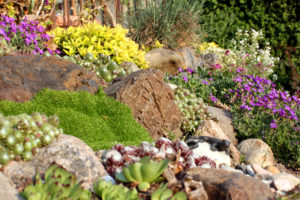 rock garden, rockery, Green Onion landscaping, Middlesbrough, Teesside, Cleveland, landscapers, landscaping, garden design