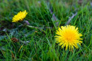 weeds, dandelions, plants, flowers, weeding, garden maintenance, Stockton, Fairfield, Landscapers, landscaping, Darlington, Middlesbrough, Teesside, Green Onion Landscaping