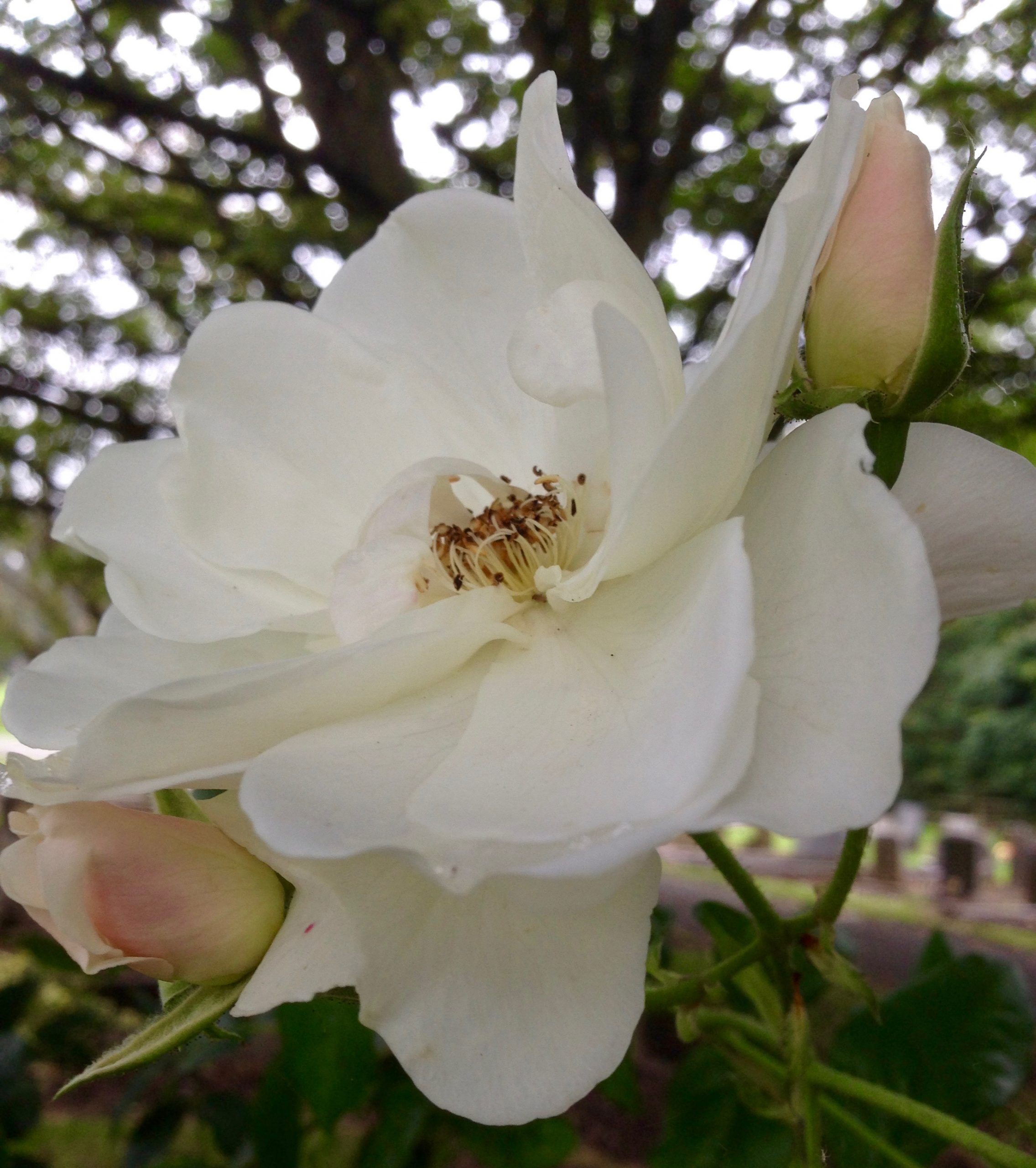 Roses, garden maintenance,Green Onion landscaping, Landscapers, Teesside, Stockton, Middlesbrough, Yarm, Wynyard