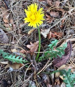 Dandelion,weeds, weeding, landscaping, landscapes, Stockton, Garden tips, April, May, Green Onion Landscaping, Stockton, Middlesbrough, Darlington