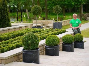 garden hedging, Buxus, garden maintenance, hedge trimming, topiary shaping, pruning, Stockton-on-Tees, Landscaping, Soft landscaping, Buxus balls, Buxus hedging, Green Onion Landscaping, Darlington, Middlesbrough, Teesside