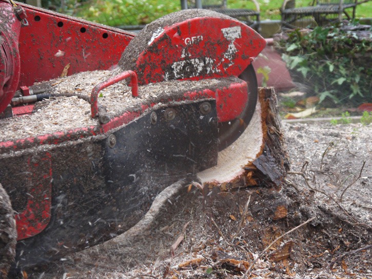 Stump grinding, stump munching, tree stump removal, tree removal, tree felling, Stockton, Darlington, Middlesbrough, Teesside, County Durham, North Yorkshire, Landscapers, landscaping, design, Green Onion Landscaping
