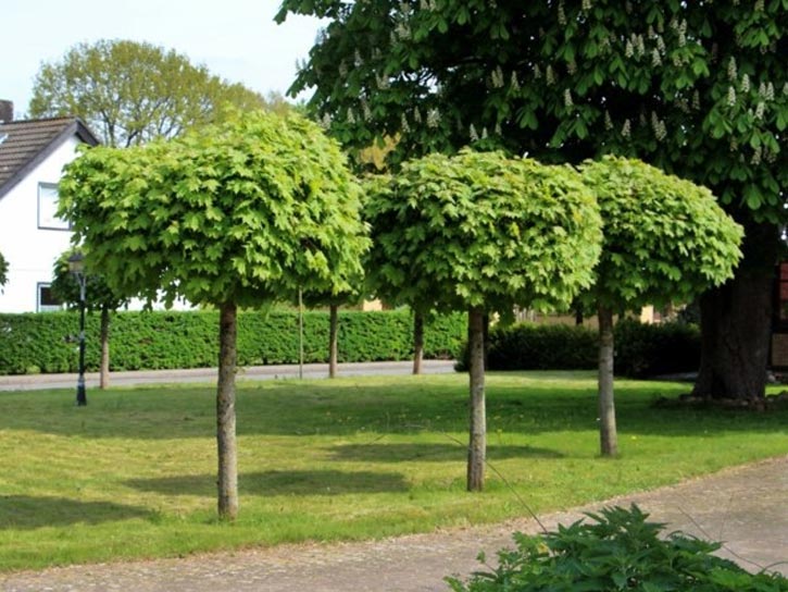 Tree surgery