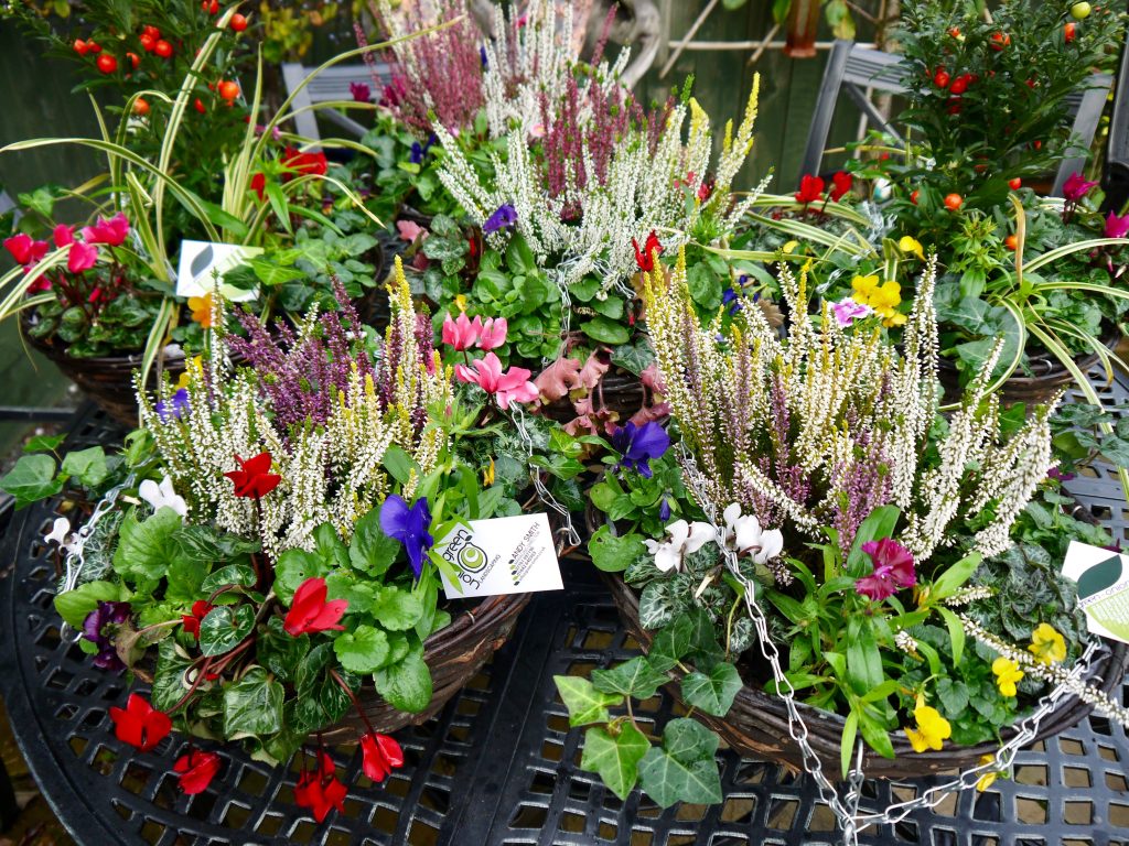 Winter hanging basket, hanging baskets, pansies, Cyclamen,Heather, Ivy, Mint, Daisies, Violas, Winter, Green Onion Landscaping, Teesside, Stockton, Middlesbrough, Darlington, Wynyard, Yarm, Middleton St. George