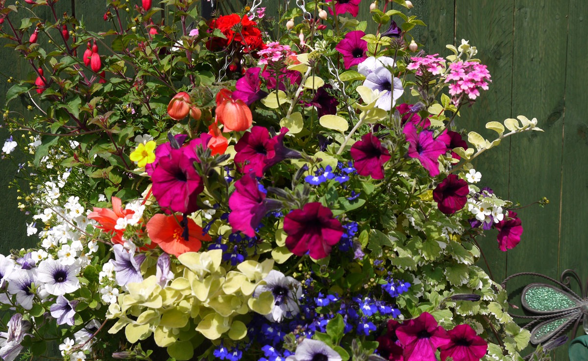 hanging baskets, fuchsia hanging baskets, landscape design, landscaping, landscape gardener, Green Onion Landscaping, Teesside, Stockton, County Durham, Middlesbrough, Darlington, North Yorkshire, colourful garden,