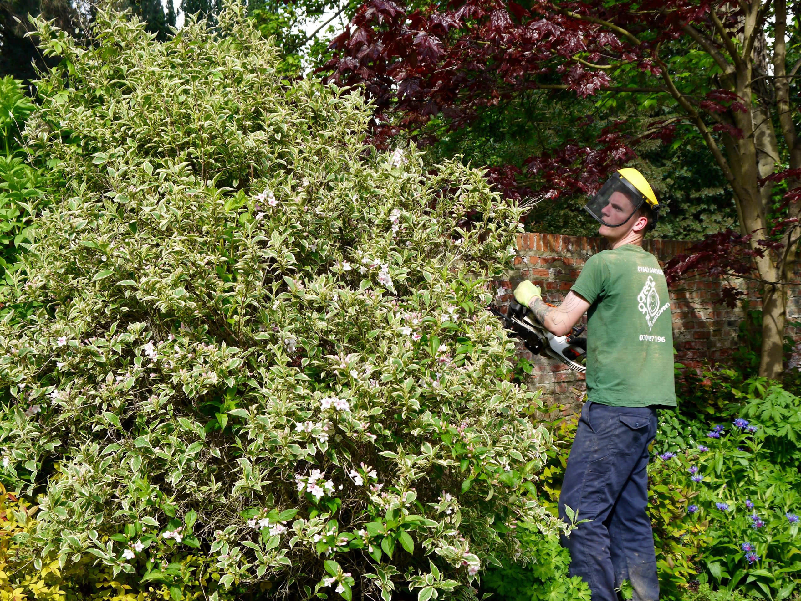 lawn mowing, hedge trimming, garden clearance, garden maintenance, garden tidy, professional landscapers, landscaping, Green Onion Landscaping, Stockton, darlington, Middlesbrough, Teesside,