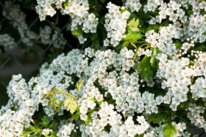 hawthorn hedge in full blossom, blossom, hedge, hedging, hawthorn, Teesside, Stockton, Green Onion Landscaping, Hedging ideas,
