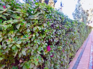 hedges, garden hedge ideas, hedging, colourful hedging plants, bare root hedges, evergreen hedges, Stockton, darlington, Middlesbrough, Teesside, Green Onion Landscaping, Wynyard, Yarm, landscapers, landscaping