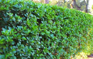 hedge, hedging,garden hedge, privet, privet hedging, bare root, root ball, screen, privacy, garden, stockton, darlington, Middlesbrough, Teesside, landscaping, landscapers, garden design, Green Onion Landscaping