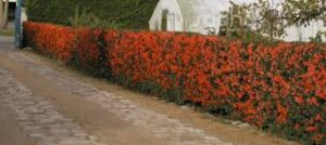 Pyracantha-security-hedging-hedges-evergreen-intruder-proof-Green-Onion-Landscaping-