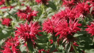 Beesbalm-edible-flowers-green-onion-landscaping-stockton