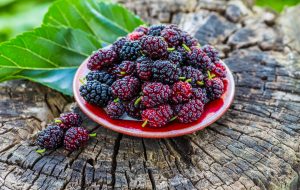 Mulberries,foraging,fruit,landscaping,food, Teesside, Stockton, Cleveland
