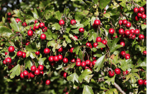berries, autumn colour, autumn garden, landscaping, plants, uk, Stockton, Teesside,