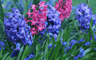 Hyacinths, Autumn colour, garden-Autumn garden, U.K., Green Onion landscaping, soft landscaping, planting, flowers, landscapers, landscaping,