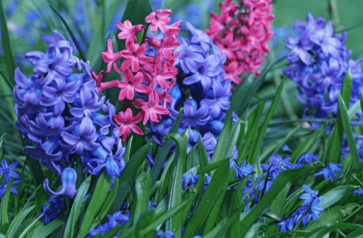 Hyacinths, Autumn colour, garden-Autumn garden, U.K., Green Onion landscaping, soft landscaping, planting, flowers, landscapers, landscaping,