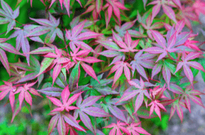 Japanese Acer, Autumn colour, Autumn garden, Green Onion Landscaping, Landscapers, Teesside, Durham, Cleveland, Stockton, Garden design, planting, soft landscaping