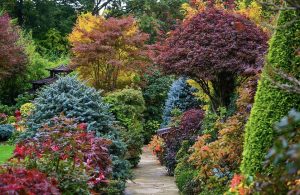 autumn-garden-colourful-shrubs-teesside-stockton-county-durham