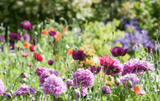 wildflowers-creating-wildlower-garden-uk-stockton-Green-onion-landscaping