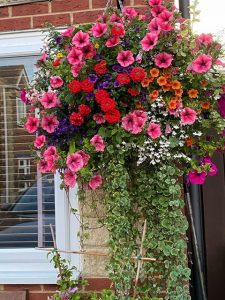 summer hanging baskets, large hanging baskets, local, stockton, teesside, landscaping, green onion landscaping, stunning, huge, County Durham, darlington, North Yorkshire,
