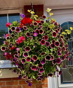 large-replanted-huge-local-hanging-baskets-county-durham-teesside-cleveland-near me-petunia- colourful-green-onion-landscaping