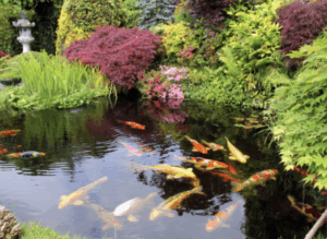 Premium Koi carp pond, ornamental water feature, with waterfall, designed specifically for keeping large, colourful Koi fish. These ponds are deeper, with advanced filtration systems, and can include stylish elements like raised walls, viewing windows, lighting, and waterfalls. In Stockton on Tees, Teesside, County Durham. We install all kinds of ponds.