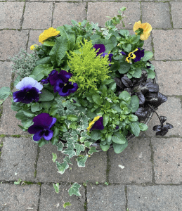 Green Onion Landscaping's Autumn through to spring hanging baskets which are underplanted with spring flowering bulbs. Purchase by emailing info@green-onion.co.uk 