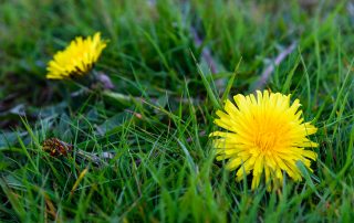 weeds, dandelions, plants, flowers, weeding, garden maintenance, Stockton, Fairfield, Landscapers, landscaping, Darlington, Middlesbrough, Teesside, Green Onion Landscaping