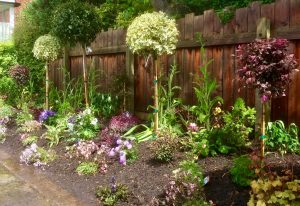soft landscaping, planting, garden design, Teesside, Middlesbrough, planting, shrubs, plants, trees, flowers, turfing, patios, paving, lollipop trees, feature plants, Yarm, Wynyard, Cleveland