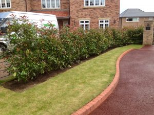 Soft landscaping, Photinia, Red Robin, Garden hedging, Garden design, landscaping, landscapers, Green Onion Landscaping, turfing, cobbles, driveway, Yarm,