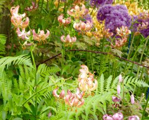 soft landscaping, garden design, plants, flowers, Alliums, Chelsea Flower Show, Green Onion Landscaping, Teesside, Stockton, Darlington, Middlesbrough, County Durham, gardening, landscapers, gardeners,