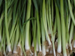Green Onions, Green Onion Landscaping, Landscapers Stockton