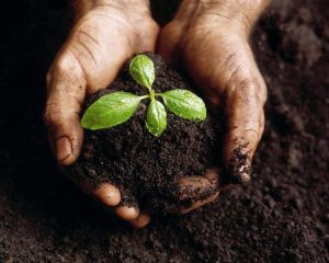 Soil, Compost, Garden, landscapers, Green Onion Landscaping, garden landscapers, Stockton, Darlington, Middlesbrough