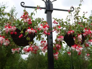 Fuchsia, Swing Time, hanging baskets,flowers, Stockton, Middlesbrough, Darlington, Green Onion Landscaping,