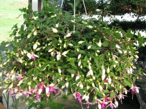 Hanging baskets,hanging basket, Stockton, Green Onion Landscaping, Darlington, Middlesbrough, Soft landscaping