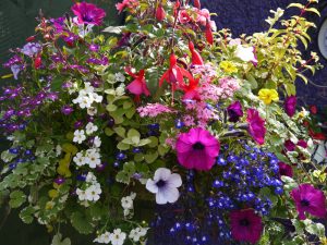 mulit-floral-hanging baskets, mixed flowers, soft landscaping, Green Onion Landscaping, Stockton, darlington, Middlesbrough,landscapers