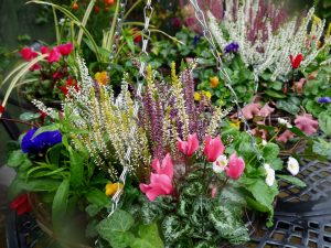 having baskets, winter hanging baskets, soil or compost, soil, compost, grow bag, specialist compost, hanging baskets, pots, landscaping, bark, mulch, manure, Green Onion Landscaping, Stockton, Teesside, Darlington, Middlesbrough, Yarm, Wynyard