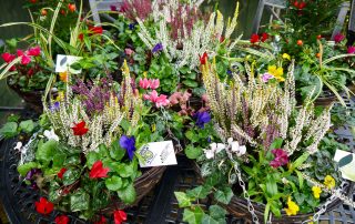large, autumn, spring, Winter, hanging baskets, Green Onion landscaping, Fairfield, Stockton, Middlesbrough, Heather, Cyclamen, pansies, hanging baskets, flowers, home made, Green Onion Landscaping, Wynyard, Teesside, Yarm, County Durham, Middlesbrough, darlington, Landscaping, landscapers, garden design,