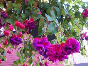 hanging-basket-baskets-Green-Onion-Landscaping-Stockton-darlington-Soft-Landscaping-Garden Design-Fuschia