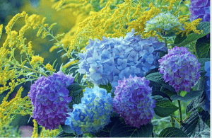 hydrangea-autumn-colour-garden-green-onion-landscaping-landscapers-landscaping-Stockton-UK-Fairfield
