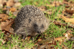 wildflower garden with a hedgehog in it enjoying the natural garden. Autumn garden, autumn, colour, landscaping, hedgehog, Green Onion Landscaping, turfing, patios, fencing, decking, Fairfield, darlington, Middlesbrough, paving,