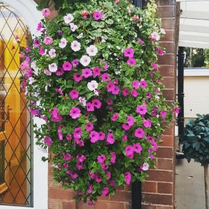 large-summer-hanging-baskets-best-hanging baskets-local hanging baskets-Green-Onion-Landscaping-Teesside-County-Durham