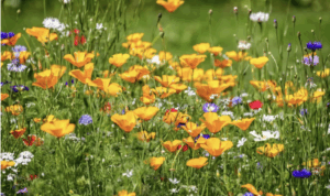 a wildflower garden in the northeast of England close up, yellow, white and orange flowers 