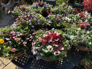 ready made hanging baskets, hanging baskets, winter, colourful, textured, green onion landscaping, landscapers, landscaping, garden design, stockton, Middlesbrough, teesside