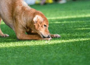 artificial lawns, fake grass, synthetic grass, Stockton, teesside, County Durham, landscapers, landscaping, garden design