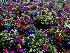 hanging baskets, large, huge, colourful, handmade, replanted, teesside, County Durham, near me, best, premium, local, stockton, Middlesbrough, Darlington,Huge, Newcastle, Heaton, hartburn,
