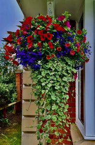 huge, hanging baskets, local, large, near me, Teesside, North Yorkshire, County Durham, Green Onion Landscaping, Newcastle, Northeast, durham,