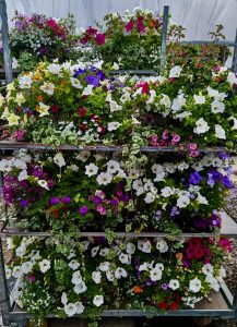 hanging-baskets-summer-winter-autumn-spring-green-onion-landscaping-stockton-middlesbrough-county-durham-darlington-county-durham-landscapers
