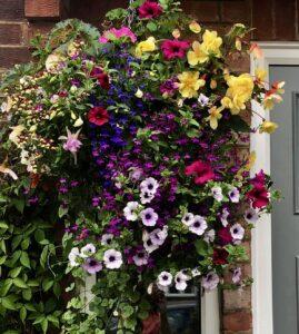 Beautiful hanging baskets which attract wild life such as butterflies and Bees made and sold by Green Onion Landscaping  